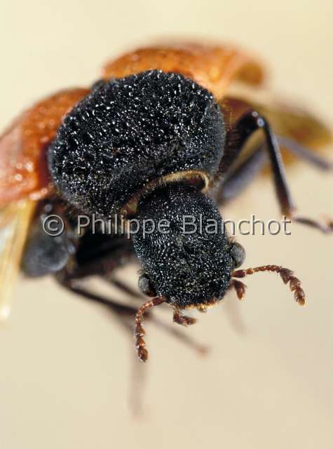 Bostrichus capucinus.JPG - Bostrichus capucinus (Portrait)Capucintwig beetlebranch beetleColeopteraBostrichidaeFrance